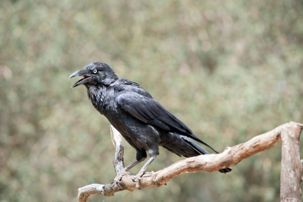 istock the raven ios a black bird on a perch 1422192696