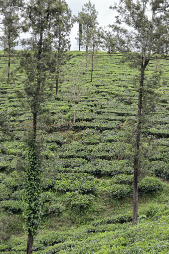 A Landscape picture of a Beautiful Coffee plantation in the Hill station of Coorg in Karnataka, India.
