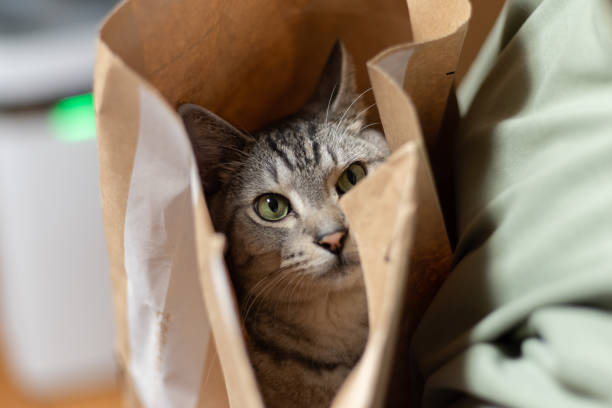 istock cat in a paper bag 1422194867