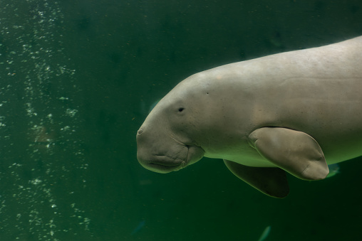 Dugong calf in shallow water at Marsa Alam, Egypt. The dugong is a medium-sized marine mammal. It is one of four living species of the order Sirenia, which also includes three species of manatees. It is the only living representative of the once-diverse family Dugongidae; its closest modern relative, Steller's sea cow (Hydrodamalis gigas), was hunted to extinction in the 18th century. The dugong is the only strictly marine herbivorous mammal, as all species of manatee use fresh water to some degree.