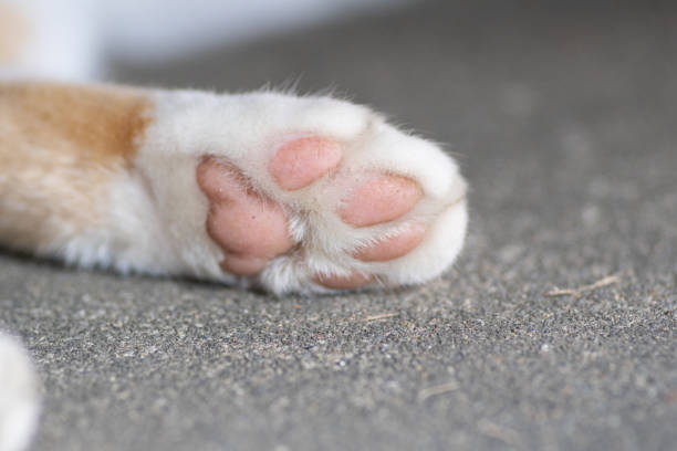 gato de pata - almohadillas pata de animal fotografías e imágenes de stock