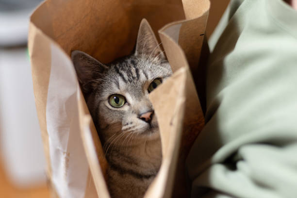 istock cat in a paper bag 1422195449