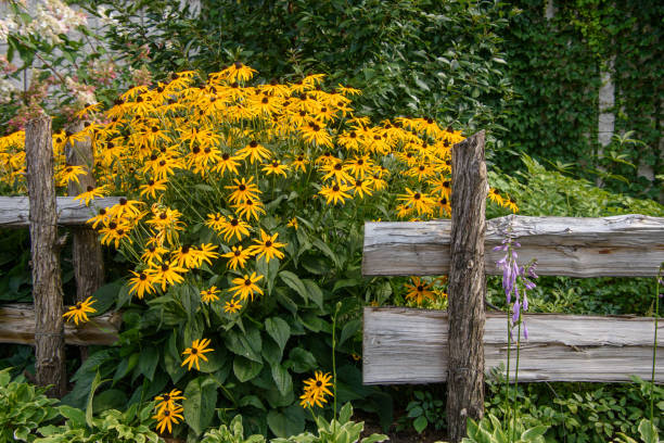 istock Pretty yellow flowers 1422195469