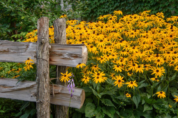 istock Pretty yellow flowers 1422195484