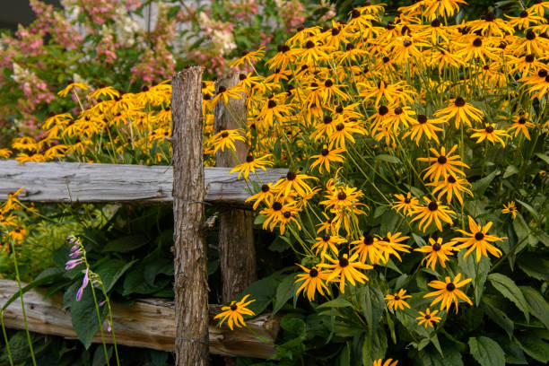 istock Pretty yellow flowers 1422195486