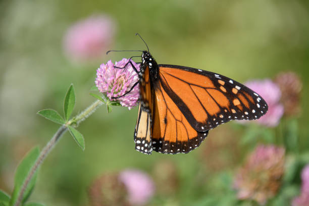istock wild flowers in the fields with cute monarch butterfly 1422196724
