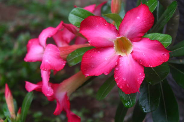 istock Beautiful Adenium Flower with morning dew 1422197155