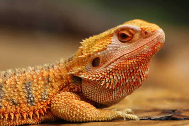 istock Pogona vitticeps Central Bearded Dragon 1422197400