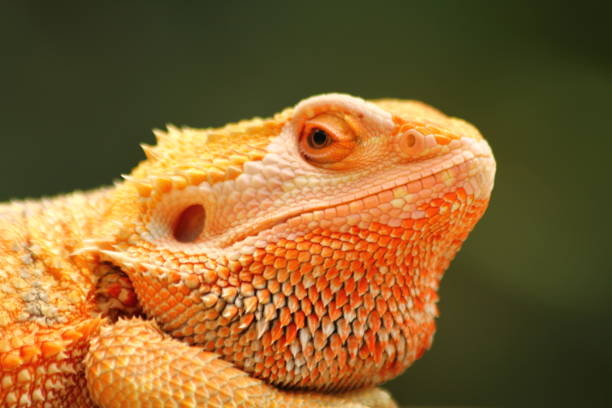 istock Pogona vitticeps Central Bearded Dragon close up 1422197407