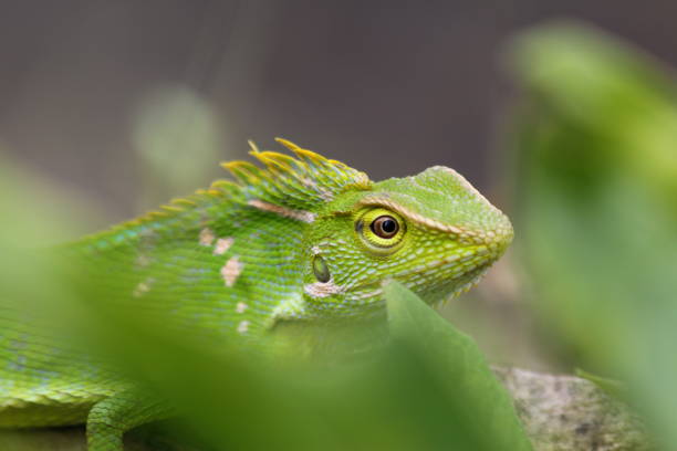 istock A chameleon hiding behind the leaves 1422198394