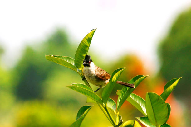 istock The scooty headed bulbul perching 1422198396