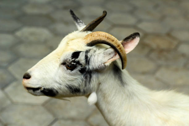 istock A close-up face of goat 1422198546