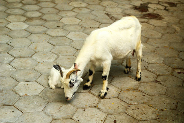 istock A goat and her baby hiding 1422198611