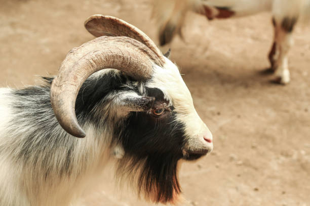 istock A close-up of a goat 1422198765