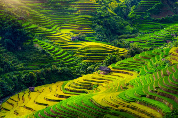 istock Rice terraces in Mu cang chai, Vietnam. 1422199252