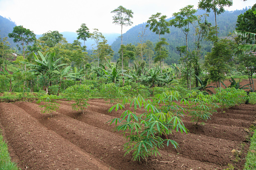 Scenic view of cultivated fields with trees in background, Surakarta, Java, Indonesia.