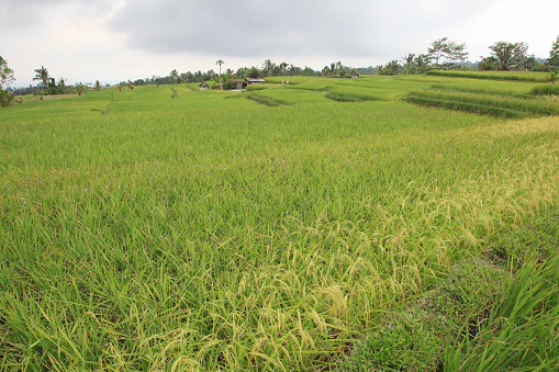 Scenic view of green rice fields in Ubud, Bali, Indonesia.