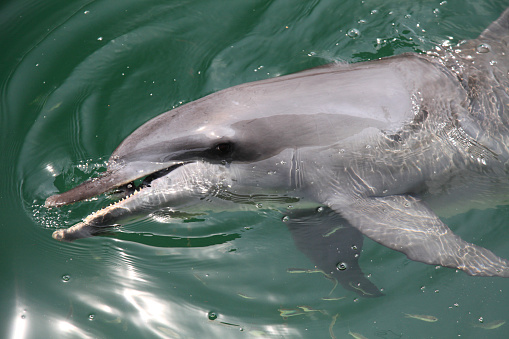 Close-up of dolphin swimming in sea, Bali, Indonesia.