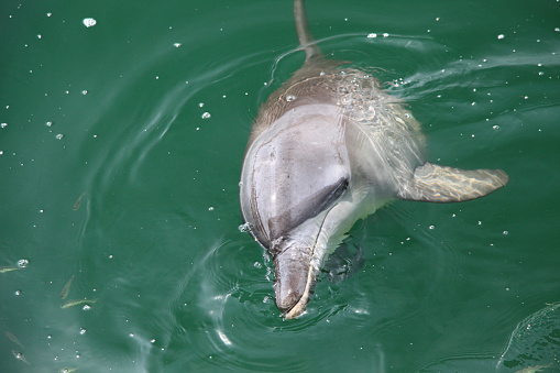 pack of jumping dolphins, beautiful seascape with deep ocean waters and cloudscape at bright day