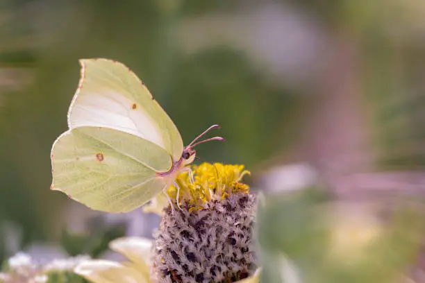 Common brimstone butterfly - Gonepteryx rhamni sucks nectar with its trunk from the blossom of the common zinnia or elegant zinnia - Zinnia elegans