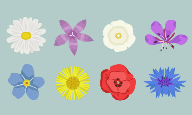 illustrazioni stock, clip art, cartoni animati e icone di tendenza di set di diversi fiori selvatici vista dall'alto. - campanula wildflower cut out isolated