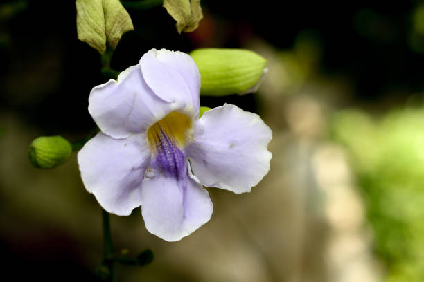 istock The beautiful flower Blue Sky Flower 1422203824