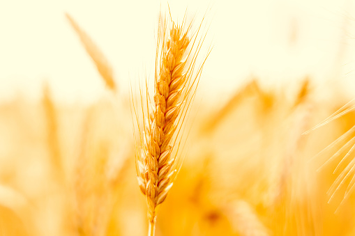 Wheat landscape. Rye plant yellow grain field in agriculture farm harvest. Golden crop cereal bread background.