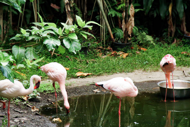 A Flock of flamingos having great time by the pond