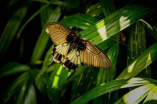 Beautiful Butterfly The Great Mormon perched on a leaf