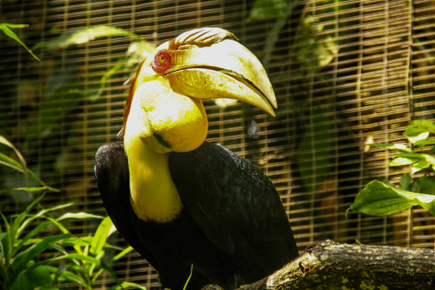 istock The tropical bird Wreathed hornbill 1422204236