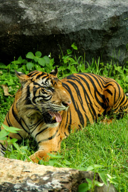 istock A Sumatran tiger fiercely stares 1422204862