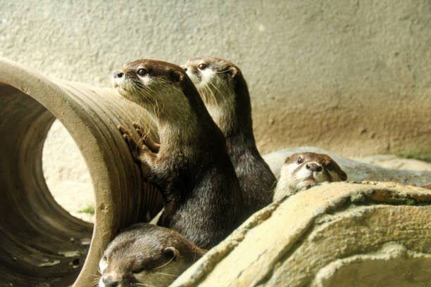 Wild otters at the public Bay East Garden, Gardens by the Bay, located along the Singapore River.