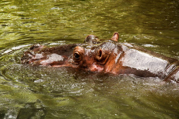 istock A hippopotamus head in the water 1422206158