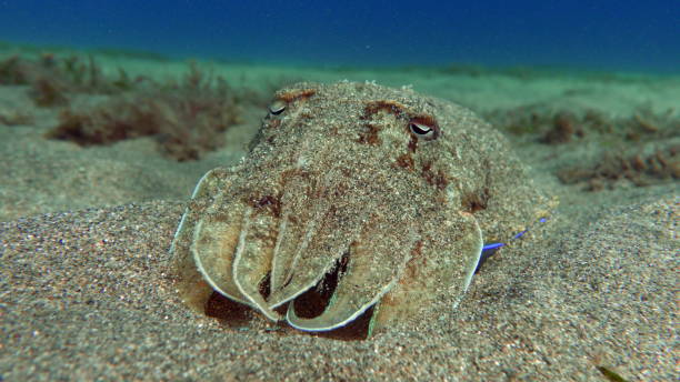 Pharaoh cuttlefish. Sepia pharaonis. Sepia pharaonis. Mollusks, type of Mollusk. Head-footed mollusks. Cuttlefish squad. Pharaoh cuttlefish. sepia pharaonis stock pictures, royalty-free photos & images