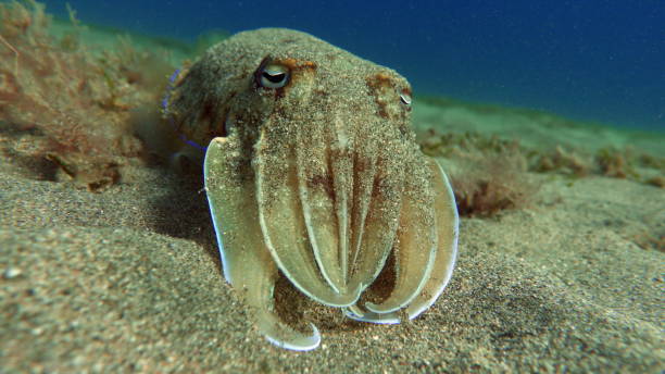 Pharaoh cuttlefish. Sepia pharaonis. Sepia pharaonis. Mollusks, type of Mollusk. Head-footed mollusks. Cuttlefish squad. Pharaoh cuttlefish. sepia pharaonis stock pictures, royalty-free photos & images