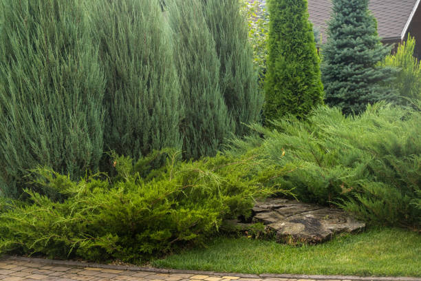 istock Landscaping. Used trees and shrubs. Thuja, coniferous trees, juniper. 1422206825