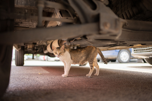 shy stray cat hiding under a car outdoors in mallorca, spain