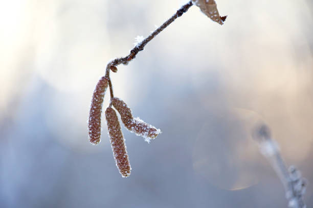 Forest in winter, frost weather