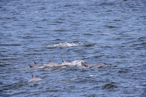 istock Pod of common dolphins 1422213870