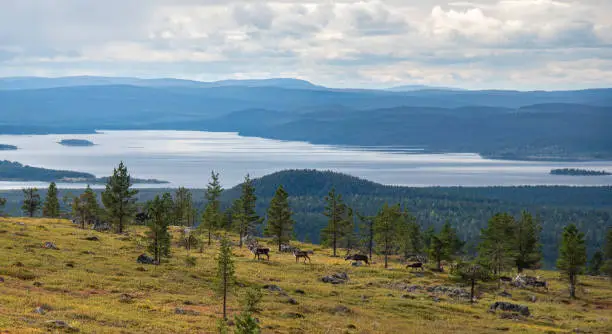 Photo of Reindeer heard wander on mountain in Lapland Finland