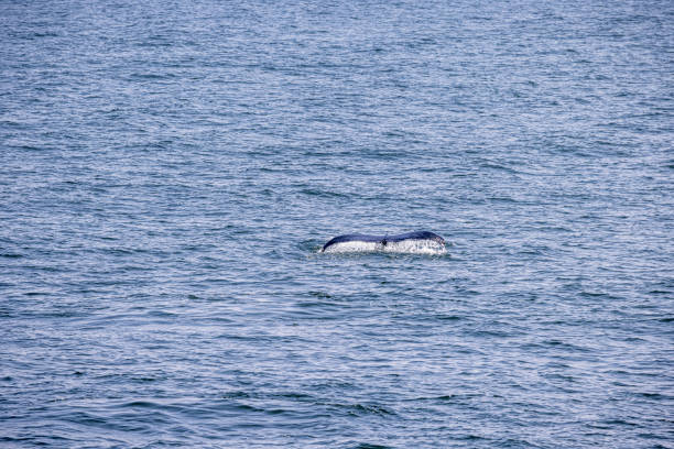 Tail of a diving humpback whale just outside New York harbor where it feeds in the nutritious waters of Hudson and East River
