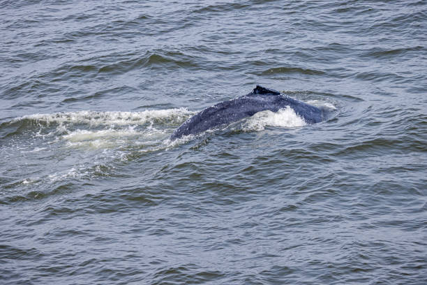 Dorsal fin of a humpback whale just outside New York harbor where it feeds in the nutritious waters of Hudson and East River
