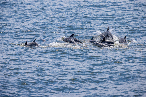 Pod of common dolphins just outside New York harbor where it feeds in the nutritious waters of Hudson and East River