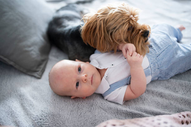 istock Baby and Yorkshire terrier dog lying on bed. 1422215484