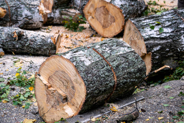 istock Preparation of birch firewood. The sawn tree is sawn into chocks. 1422216067