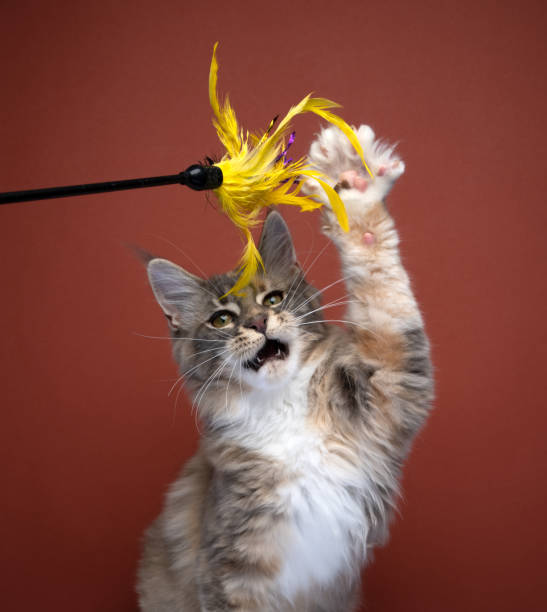istock cute maine coon kitten playing raising paw 1422216097