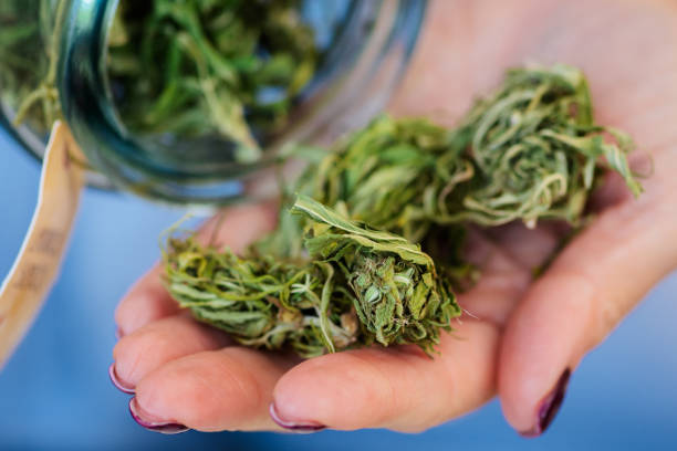 Dried and trimmed weed, marijuana or cannabis buds stored in a glass jar and big buds in a hand of Caucasian girl Dried and trimmed weed, marijuana or cannabis buds stored in a glass jar and big buds in a hand of Caucasian girl in a coffee shop for sale healthy marijuana cannabis plant growing in a garden stock pictures, royalty-free photos & images