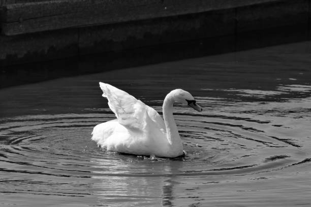 istock A white Swan in black and white 1422218099