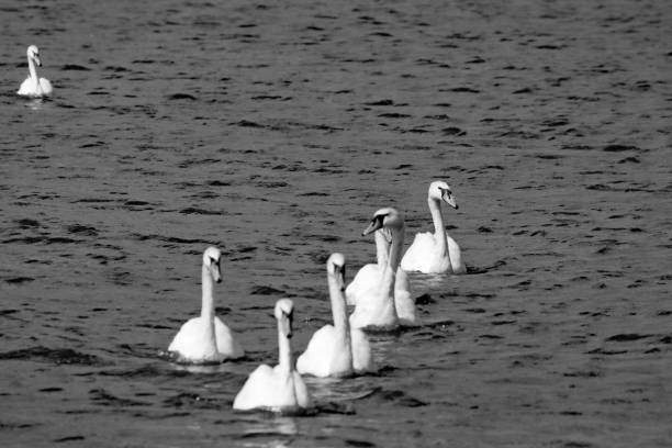 istock A white Swan in black and white 1422218353
