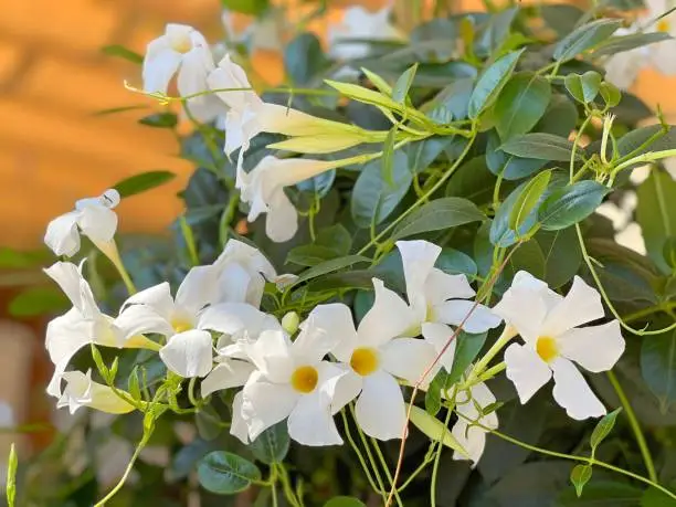 Mandevilla Dipladenia Sundaville White flowering plant.